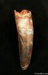 Large Rooted Inch Spinosaurus Tooth #1321-1